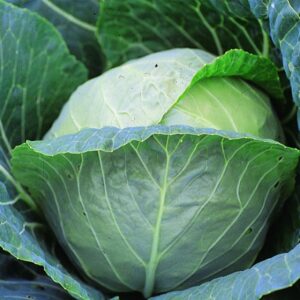 капуста ранняя Малахит (кассета 6шт)