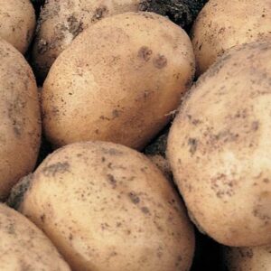 Картофель Елизавета(элита)