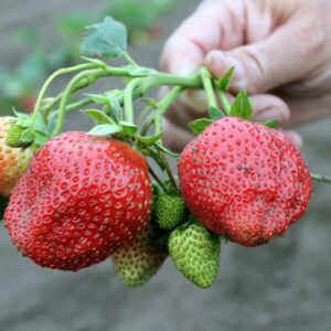 Клубника "Елизавета II" (микроклон)