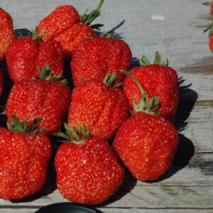 Клубника Фестивальная Ромашка