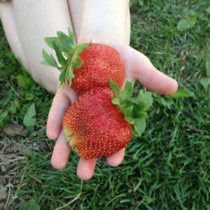 клубника гигантела максим