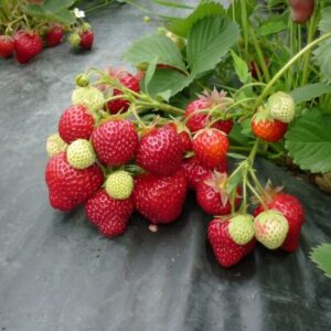 клубника Хоней