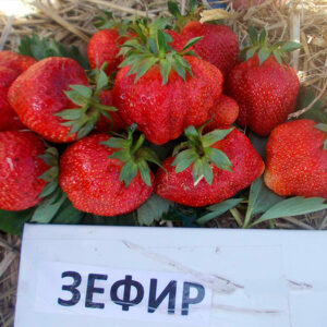 Клубника Зефир