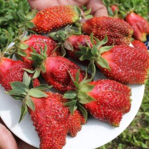 клубники Купчиха улучшенная