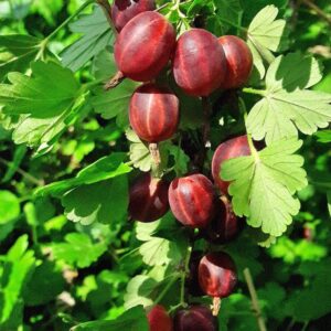 крыжовник Северный капитан Р13(микроклон)