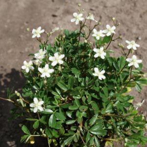 лапчатка трехзубчатая Нуук