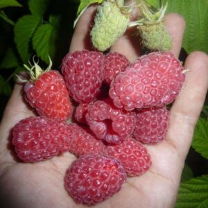 малина Феномен