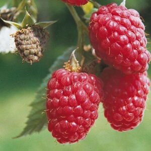 малина Красная королева