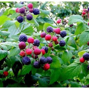 Малина Кумберленд  р11(микроклон)