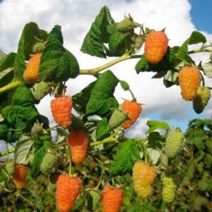 малина Оранжевое чудо