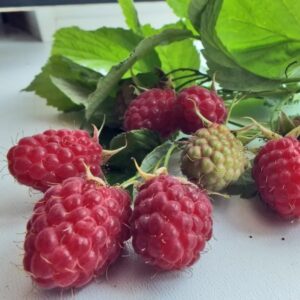 малина Пересвет МК