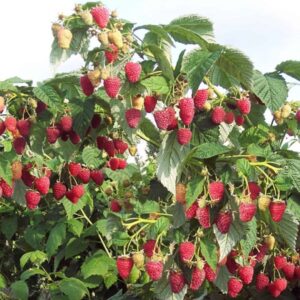 Малина Таруса