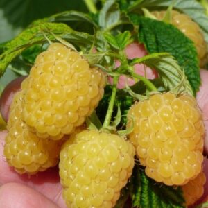 Малина Желтый Гигант