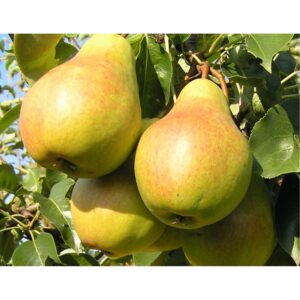 груша Велеса