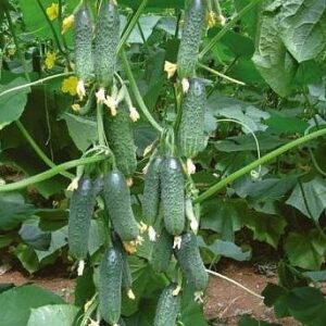 огурец Платина