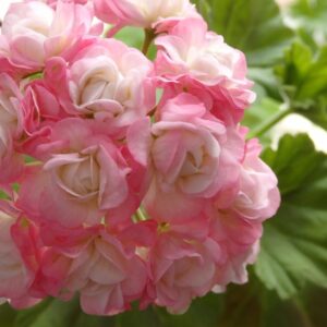 пеларгония Апрельский снег