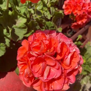 пеларгония Бергплейс