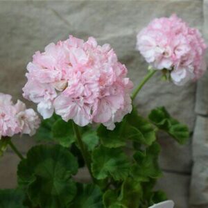 Пеларгония  Bold Diamond Wedding (Болд Диамонд Веддинг)