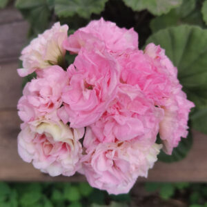 пеларгония Даная