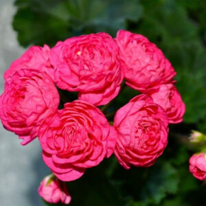 пеларгония Династия Даджи