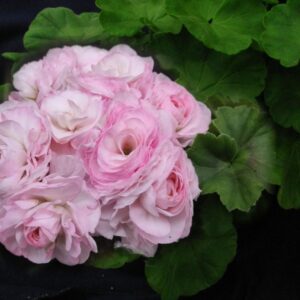 пеларгония Эммануэль