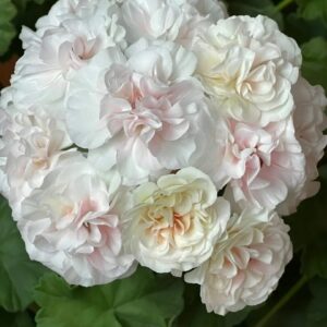 пеларгония Галина Уланова