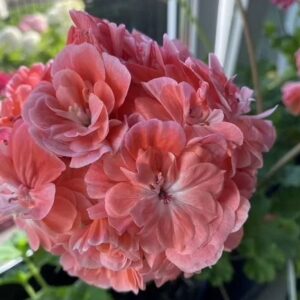 пеларгония Ханна Новис