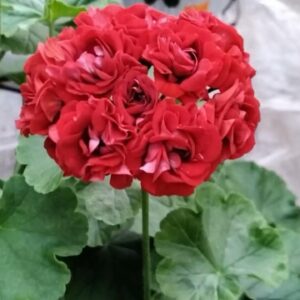 Пеларгония  Королева Бирмы