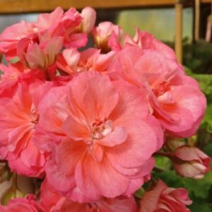 Пеларгония Луксор