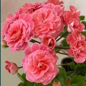 пеларгония Марокканская Принцесса