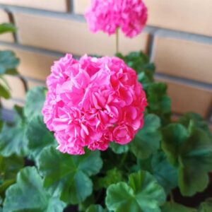 Пеларгония Оденсио Симфония