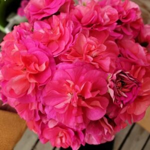 Пеларгония Византия