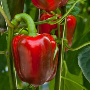 Перец Асти Красный  Р8