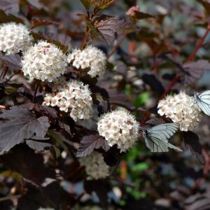 Пузыреплодник калинолистный Диабло