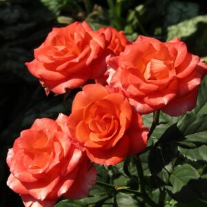 роза Алегрия (спрей) ЗКС