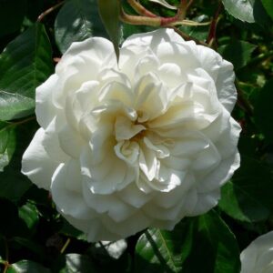 роза Белый Каскад(плетистая)