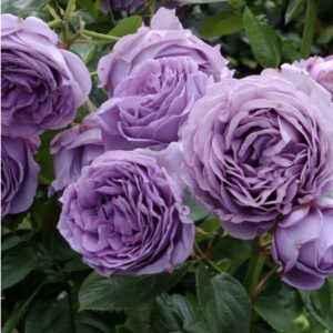 Роза Блю Скай Фри