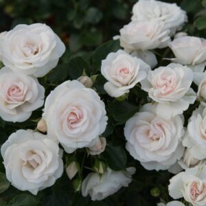 роза  Аспирин