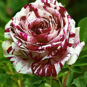 роза  Глория Стар