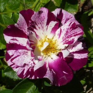 Роза  Перпл Сплэш (плетистая)