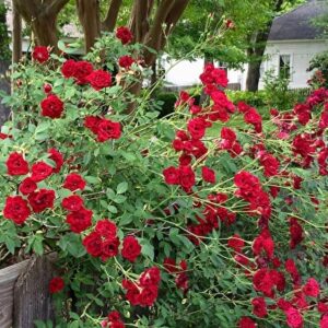 роза  Ред Вельвет