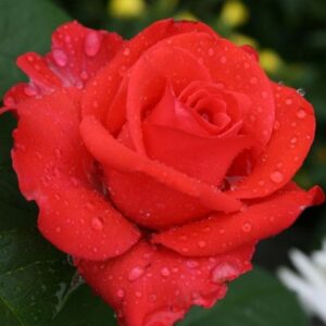 роза Валентина(чайно-гибридная)