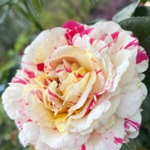 роза Ванила Фрайз