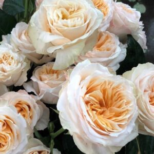 роза Викториан Пич(чайно-гибридная)