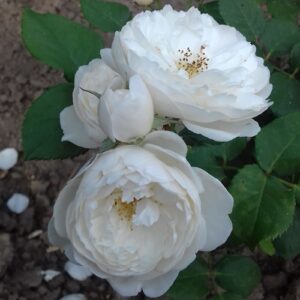 роза Вильям Катрина(английская)