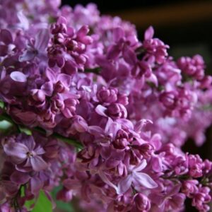 Сирень Богдан Хмельницкий( корнесобственная)