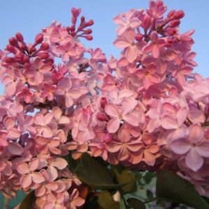 Сирень «Яблоневый цвет(корнесобственная)