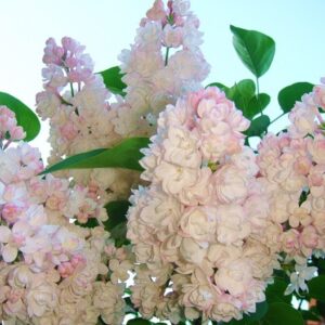 Сирень Красавица Москвы (корнесобственная)