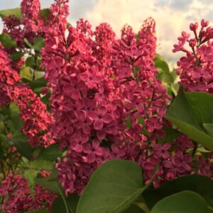 сирень Красная Москва(корнесобст.)