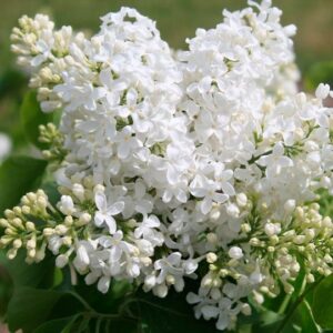 сирень Маленький Принц